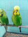 English Bird